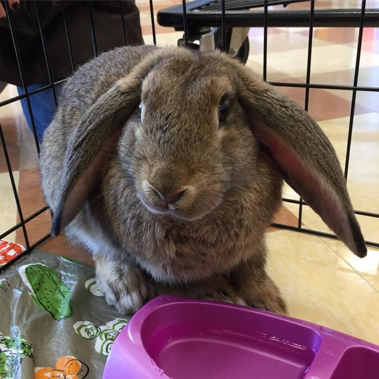 Adoption Policies All About Rabbits Rescue