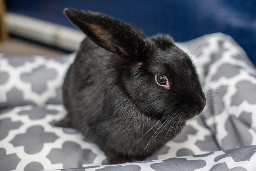 All About Rabbits Rescue